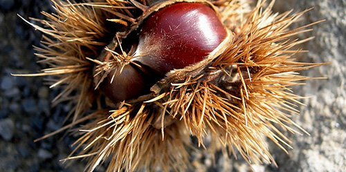 Le Castagne - Entra