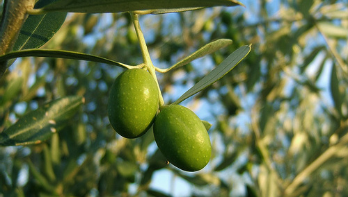 Le Olive - Entra